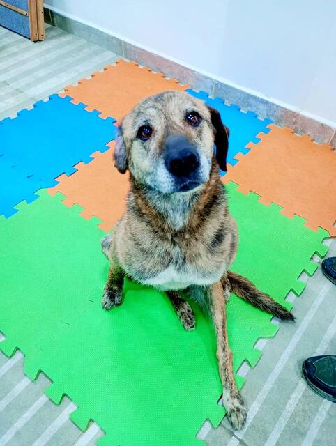 Perro atendido en la veterinaria Pet House de Ushuaia