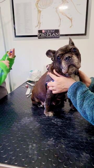 Mascota durante un control veterinario en Pet House