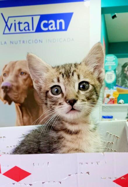 Mascota en sesión de fisioterapia y rehabilitación